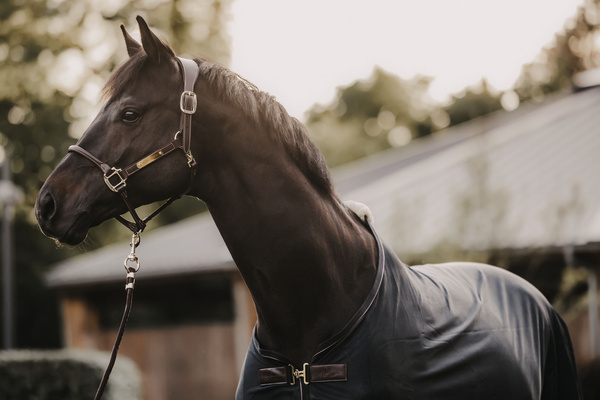 Kantar anatomiczny Kentucky Horsewear Anatomic Leather Halter