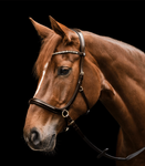 Ogłowie bezwędzidłowe Waldhausen X-Line Sensation