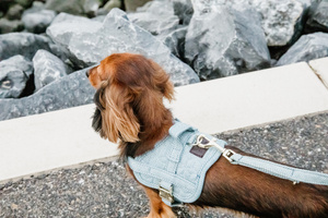 Szelki dla psa Kentucky Dogwear Wool Body Safe