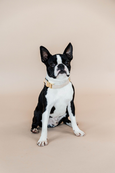 Obroża dla psa Kentucky Dogwear Wool