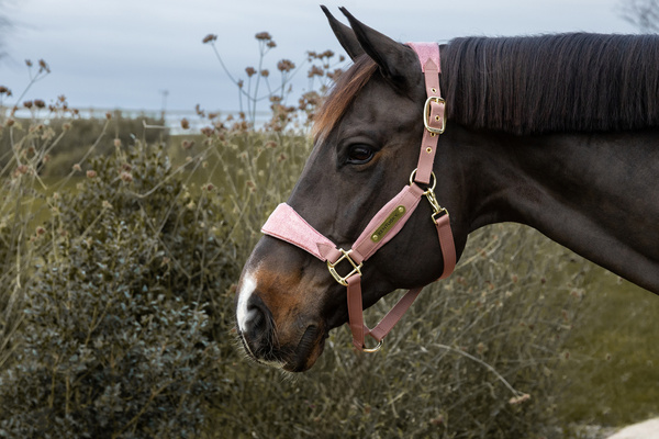 Kantar dla konia Kentucky Horsewear Velvet Unicorn Glitter