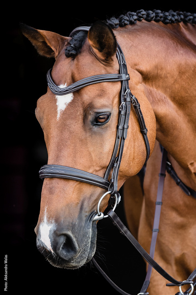 Ogłowie z nachrapnikiem kombinowanym Schockemöhle Sports Monza Fancy