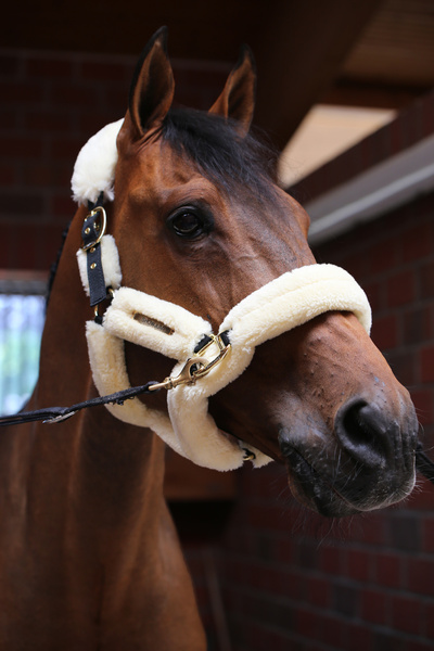 Kantar obszyty w całości syntetycznym futrem Kentucky Horsewear Sheepskin Shipping