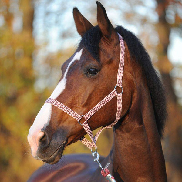 Kantar Kavalkade Simple