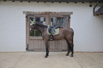 Czaprak ujeżdżeniowy Kentucky Horsewear Softshell Onion Quilt