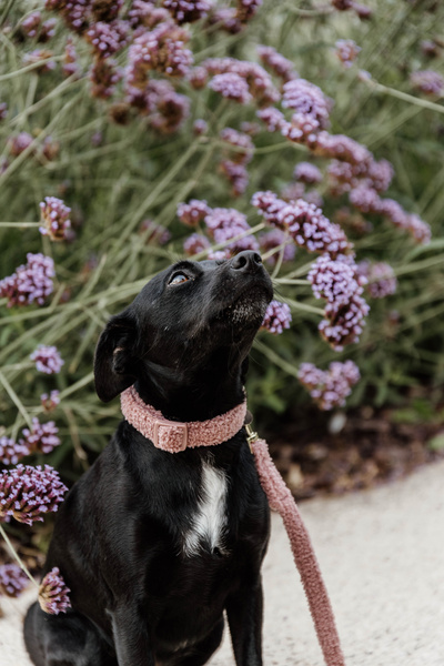 Obroża dla psa Kentucky Dogwear Teddy