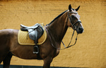 Czaprak wszechstronny Kentucky Horsewear Velvet