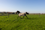 Derka siatkowa przeciw owadom z klapą na brzuch Kentucky Horsewear Fly Rug with Belly Cover Comfort