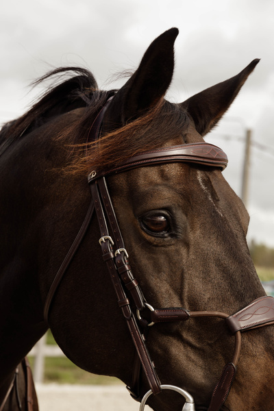 Ogłowie z nachrapnikiem przelotowym Dy'on New Collection NEABA6