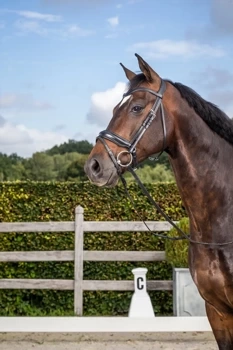 Ogłowie z nachrapnikiem szwedzkim Dy'on Dressage Collection NEDCAM