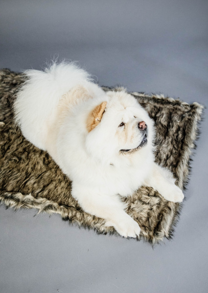 Legowisko dla psa Kentucky Dogwear Fuzzy Blanket To Go