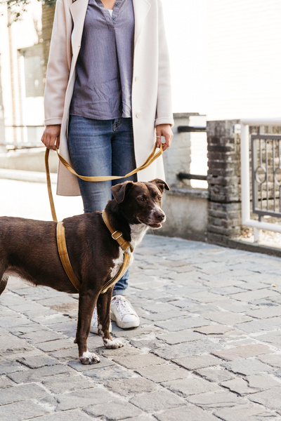 Szelki dla psa Kentucky Dogwear Loop Velvet