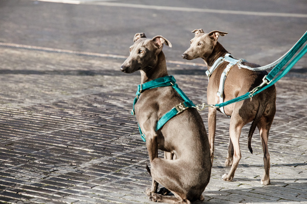 Szelki dla psa Kentucky Dogwear Loop Velvet