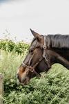 Kantar pielęgnacyjny ze skóry syntetycznej Kentucky Horsewear Leather Halter Flexible