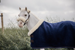 Derka polarowa dla kucyków Kentucky Horsewear Fleece Show Rug Heavy