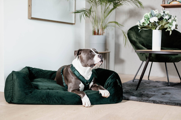 Szelki dla psa Kentucky Dogwear Active Velvet