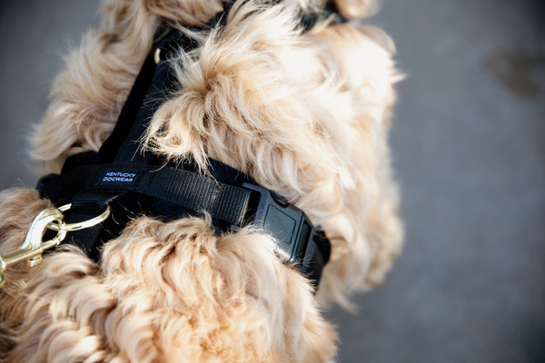 Szelki dla psa Kentucky Dogwear Active Velvet