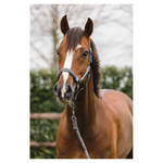 Kantar z uwiązem ANKY® Stones