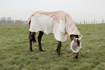 Derka siatkowa przeciw owadom z wodoodpornym grzbietem Kentucky Horsewear Waterproof Combo Fly Rug Comfort