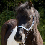 Kantar Kavalkade Shetty 