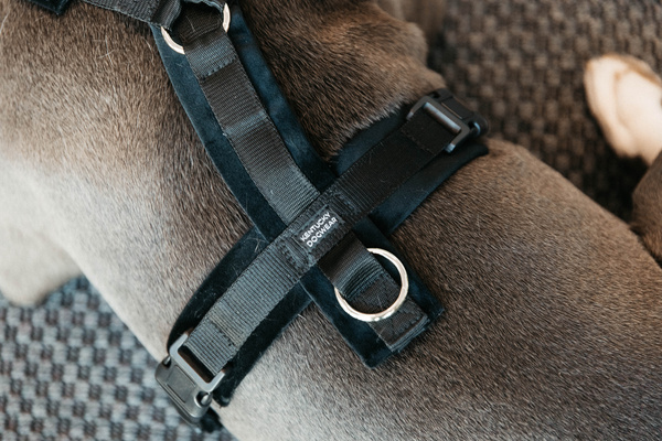 Szelki dla psa Kentucky Dogwear Active Velvet