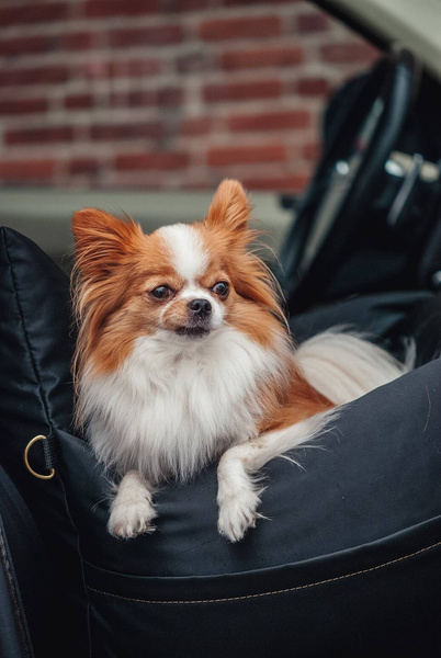 Legowisko dla psa magnetyczne TORPOL Travel - Merino