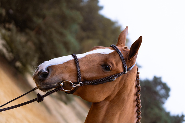 Ogłowie z nachrapnikiem kombinowanym Dy'on Working Collection Training WOXXJG