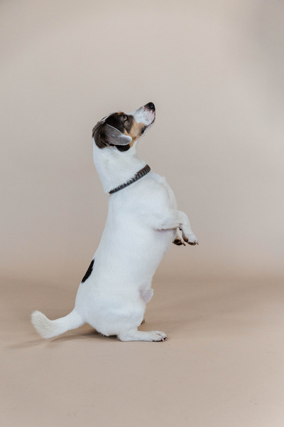 Obroża dla psa Kentucky Dogwear Triangle