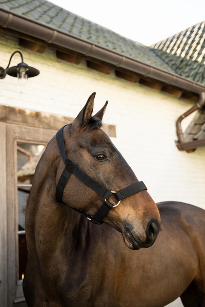 Kantar dla konia Kentucky Horsewear Heavy Duty