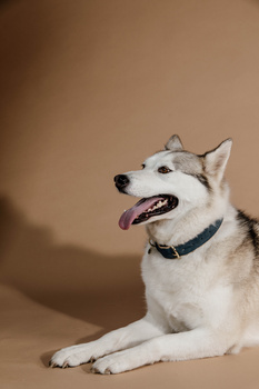 Obroża dla psa Kentucky Dogwear Soft Vegan Leather