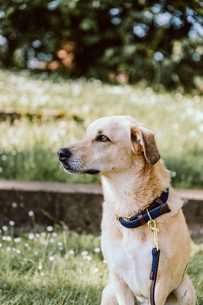 Smycz dla psa Kentucky Dogwear Plaited Nylon - 120 cm