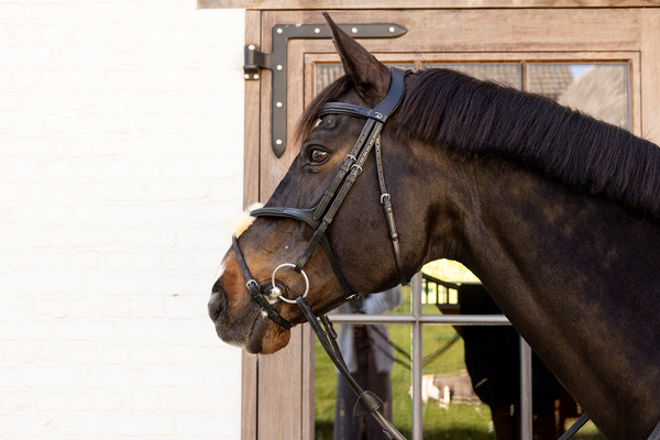 Ogłowie z nachrapnikiem meksykańskim Dy'on New EnglishCollection Plaited NEAOAV