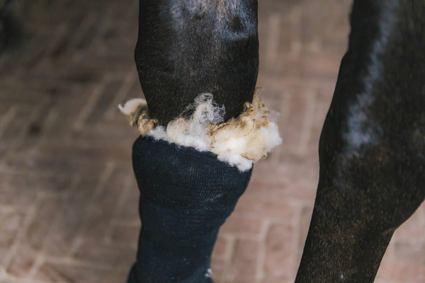 Terapeutyczna wełna owcza do leczenia skóry, obrzęków i wsparcia ścięgien konia Grooming Deluxe Therapeutic Wool 150 g