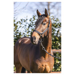 Kantar ANKY® Grooming