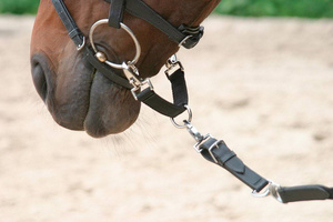 Mostek do lonżowania Covalliero