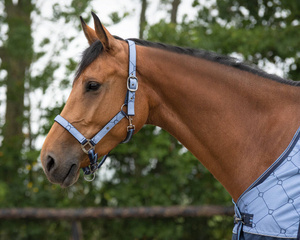 Kantar z uwiązem QHP Collection