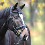 Ogłowie z nachrapnikiem szwedzkim Kavalkade Proline-Astrid