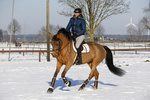 Ochraniacze ujeżdzeniowe z futrem na tylne nogi Kentucky Horsewear Turnout Boots Leather