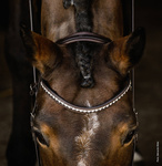 Ogłowie z nachrapnikiem szwedzkim Schockemöhle Sports Brantford