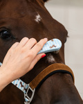Zestaw do czyszczenia konia QHP Stable buddy