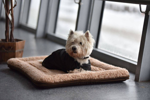 Legowisko dla psa magnetyczne TORPOL Fox