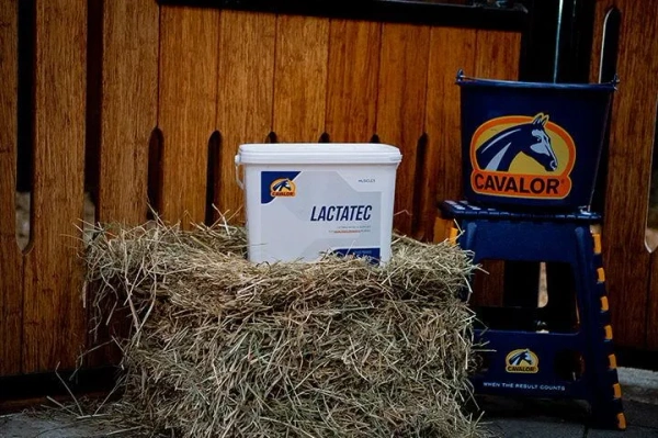 Suplement wspierający wydajność mięśni Cavalor LactaTec