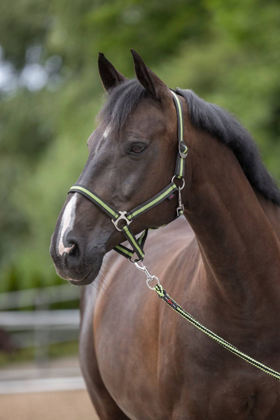 Kantar dla konia Covalliero Hippo