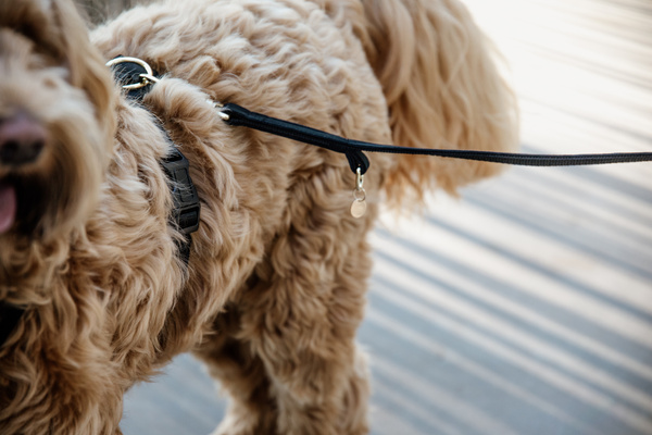 Smycz dla psa Kentucky Dogwear Velvet - 200 cm