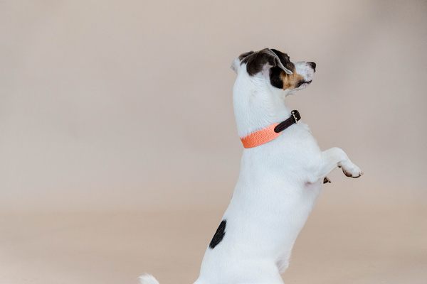 Obroża dla psa Kentucky Dogwear Jacquard