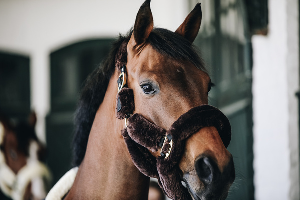 Kantar obszyty w całości syntetycznym futrem Kentucky Horsewear Sheepskin Shipping
