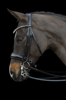 Ogłowie munsztukowe z nachrapnikiem szwedzkim Schockemöhle Sports Milazzo