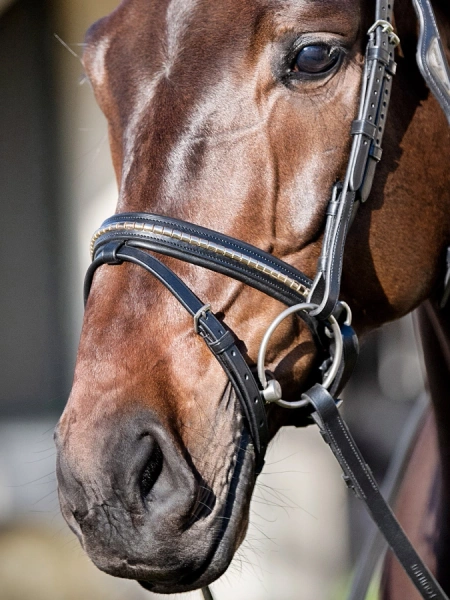 Nachrapnik szwedzki kombinowany z paskiem krzyżowym Equiline Gold Clincher