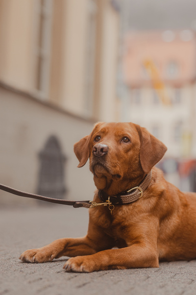 Obroża dla psa Kentucky Dogwear Plaited Nylon