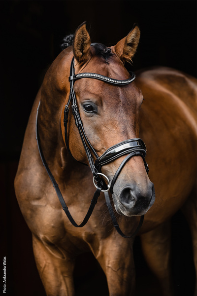 Ogłowie z nachrapnikiem szwedzkim Schockemöhle Sports Stanford Glam